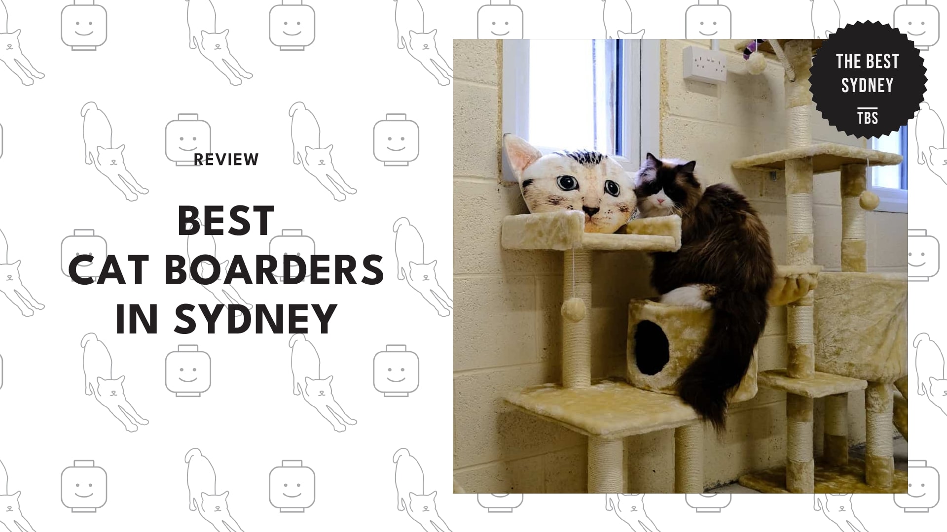 best-cat-boarders-sydney-banner